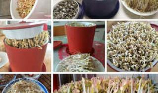 豆芽菜种植方法
